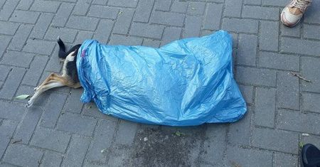 Kierowca trolejbusu potrącił psa. Zatrzymał się na przystanku i pojechał dalej