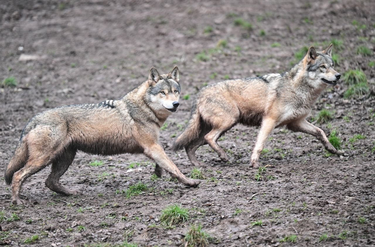 Biją na alarm ws. wilków. "Zachowaj szczególną ostrożność"