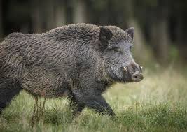 ASF w Polsce. Część gmin pozbędzie się statusu "niebieskich stref"