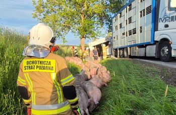 Wypadek z udziałem ciężarówki przewożącej trzodę chlewną