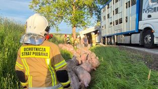 Wypadek z udziałem ciężarówki przewożącej trzodę chlewną