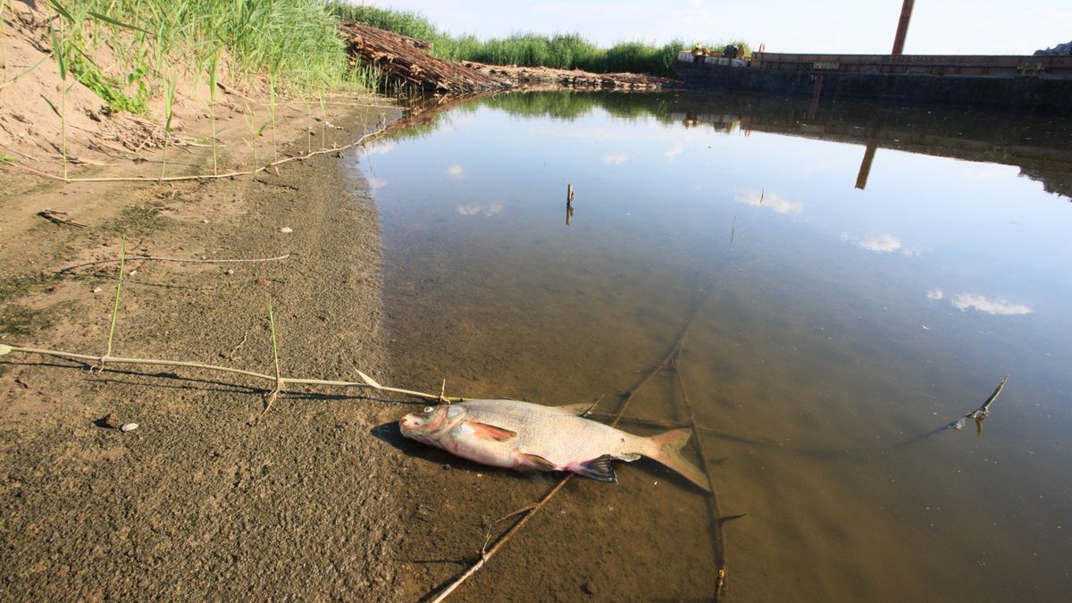 W Kostrzynie nad Odrą (woj. lubuskie) na brzeg wyrzucane są śnięte ryby
