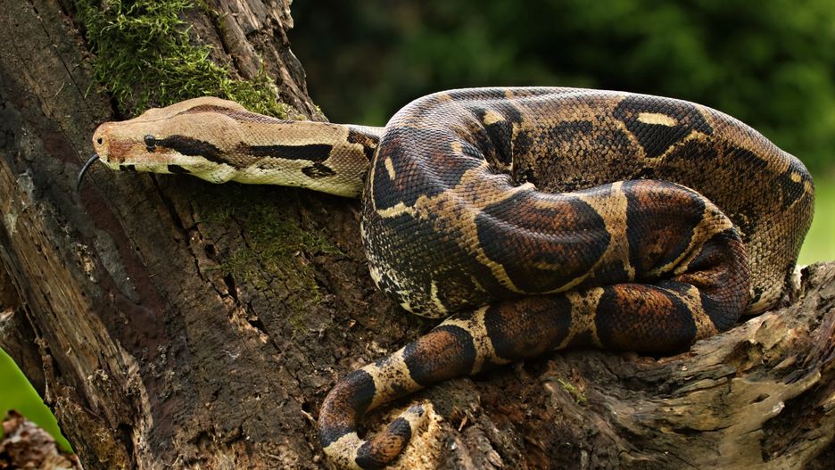 Cheilophis periplanetes to bliski krewny boa dusiciela 