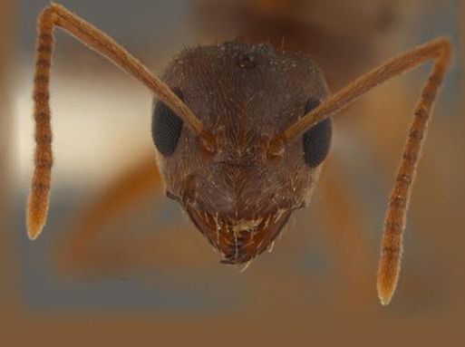 Nowy rodzaj mrówek - zjedzą ci telefon i komputer!
