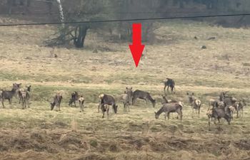 Leśnik zobaczył je i złapał za telefon. "Wyraźny sygnał"