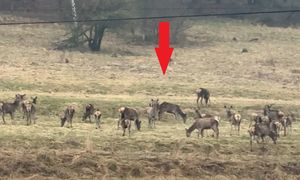 Leśnik zobaczył je i złapał za telefon. "Wyraźny sygnał"