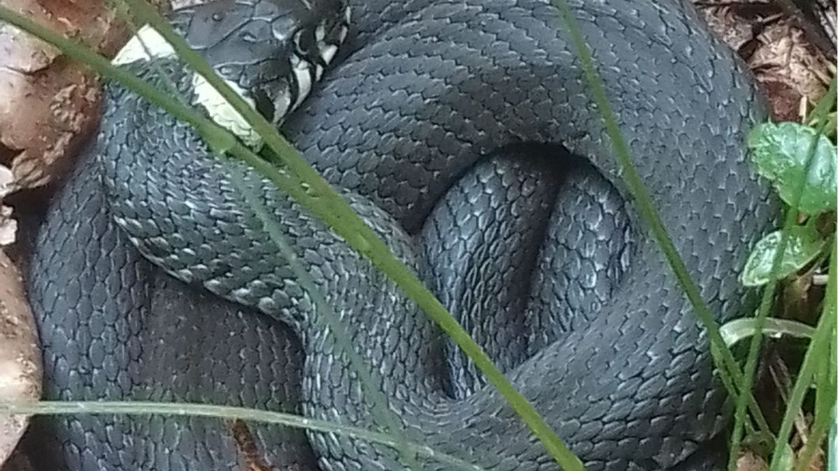 Poszła na grzyby, znalazła go w trawie