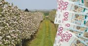 Pomoc dla sadowników do 2400 zł/ha. Wniosków przybywa, a czasu ubywa