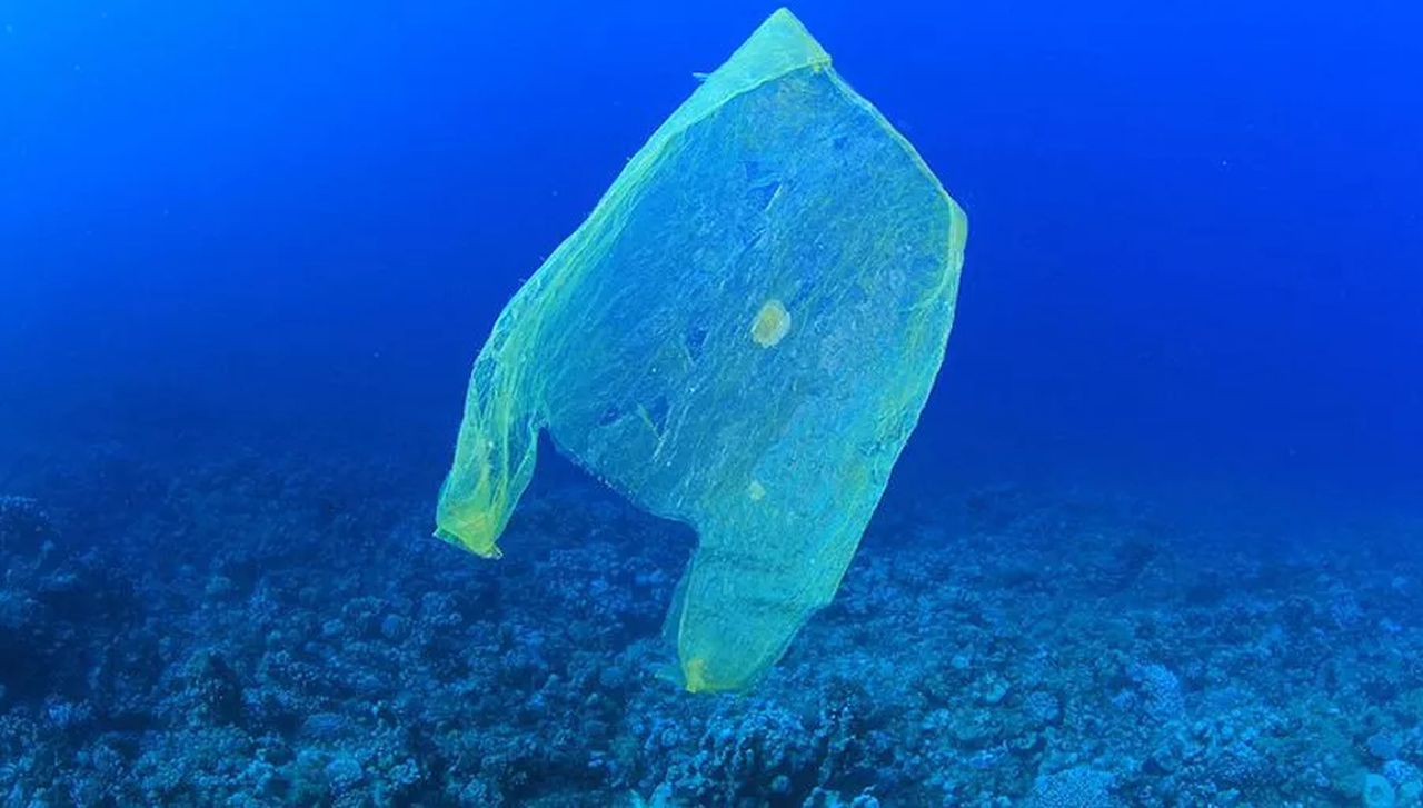 Zidentyfikowano grzyba zjadającego plastik. Pomoże walczyć z zanieczyszczeniami?