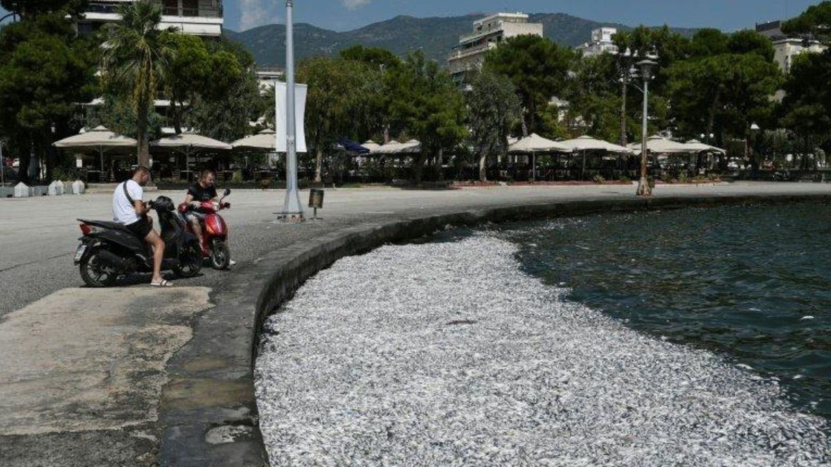 Katastrofa ekologiczna w Grecji. Ponad 100 ton śniętych ryb