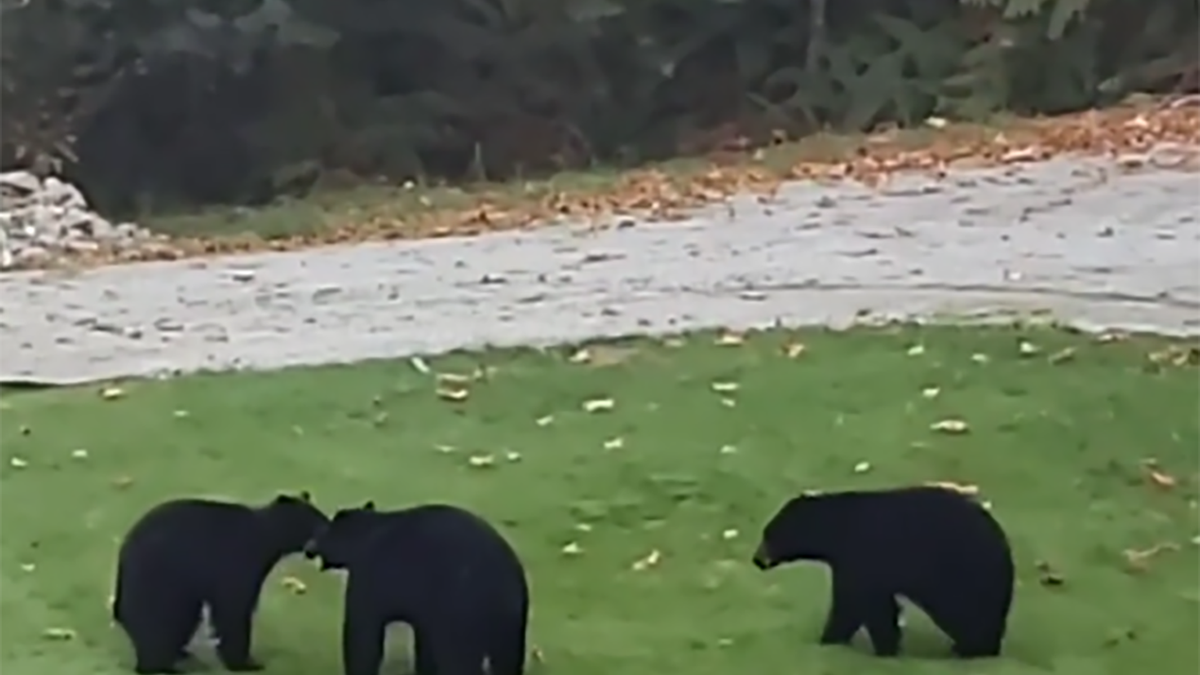 Na trawniku przed domem baraszkowały młode niedźwiadki