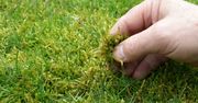 Wykorzystaj domowy sposób. Mech zniknie z trawnika
