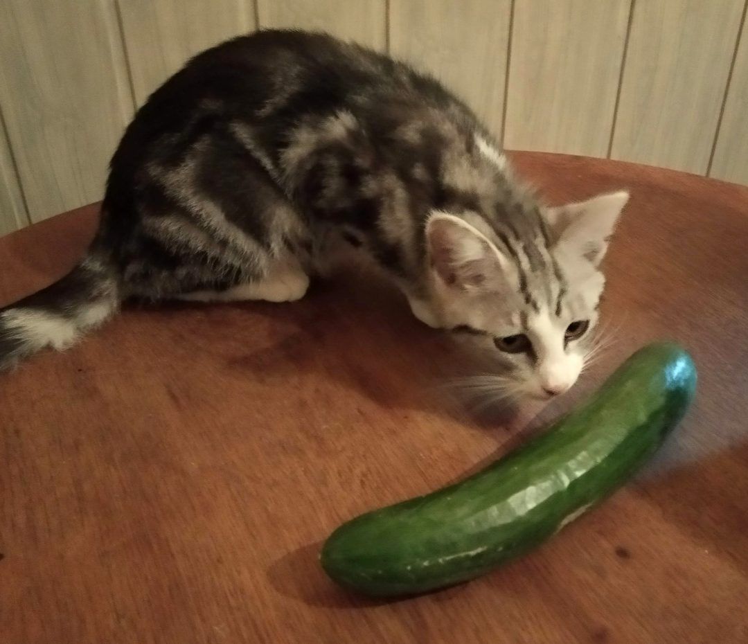 Czy koty boją się ogórków? Tajemnica strachu naszych futrzastych przyjaciół!