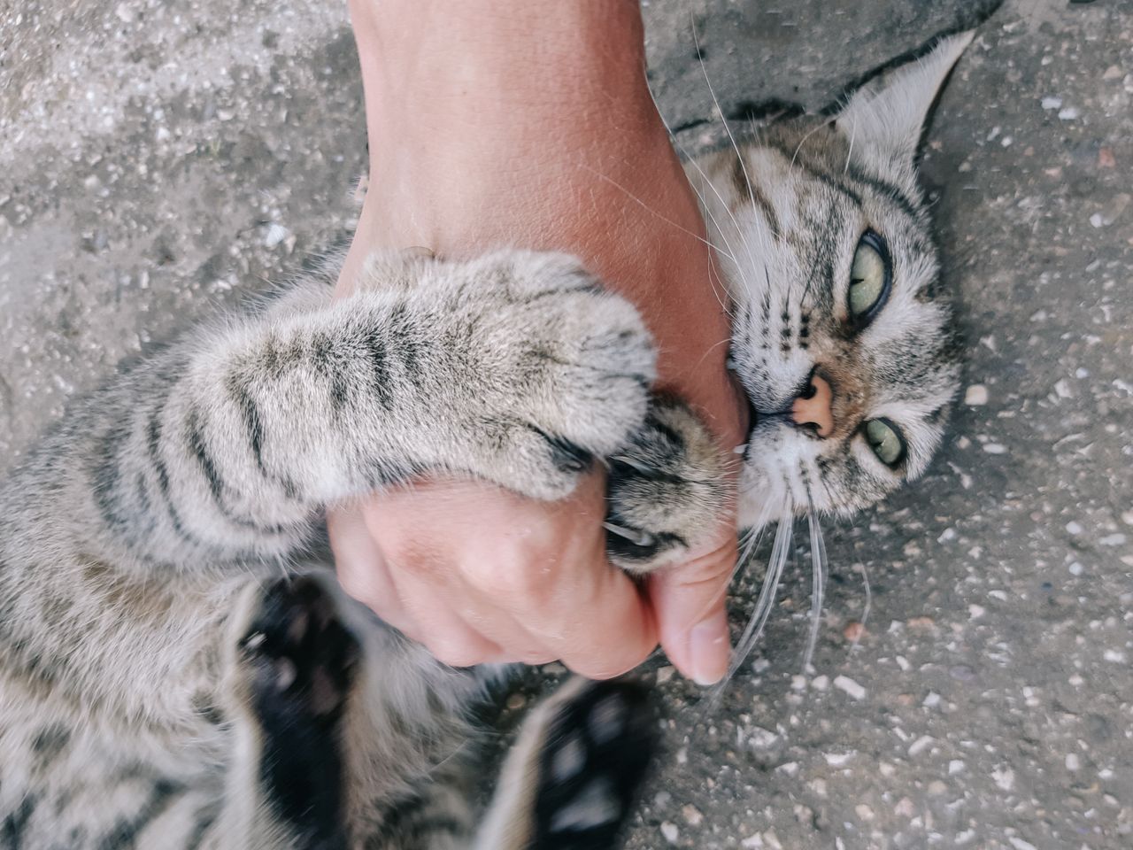Dlaczego koty gryzą nasze dłonie? - zdjęcie ilustracyjne