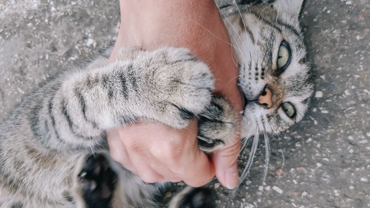 Dlaczego koty gryzą nasze dłonie? - zdjęcie ilustracyjne