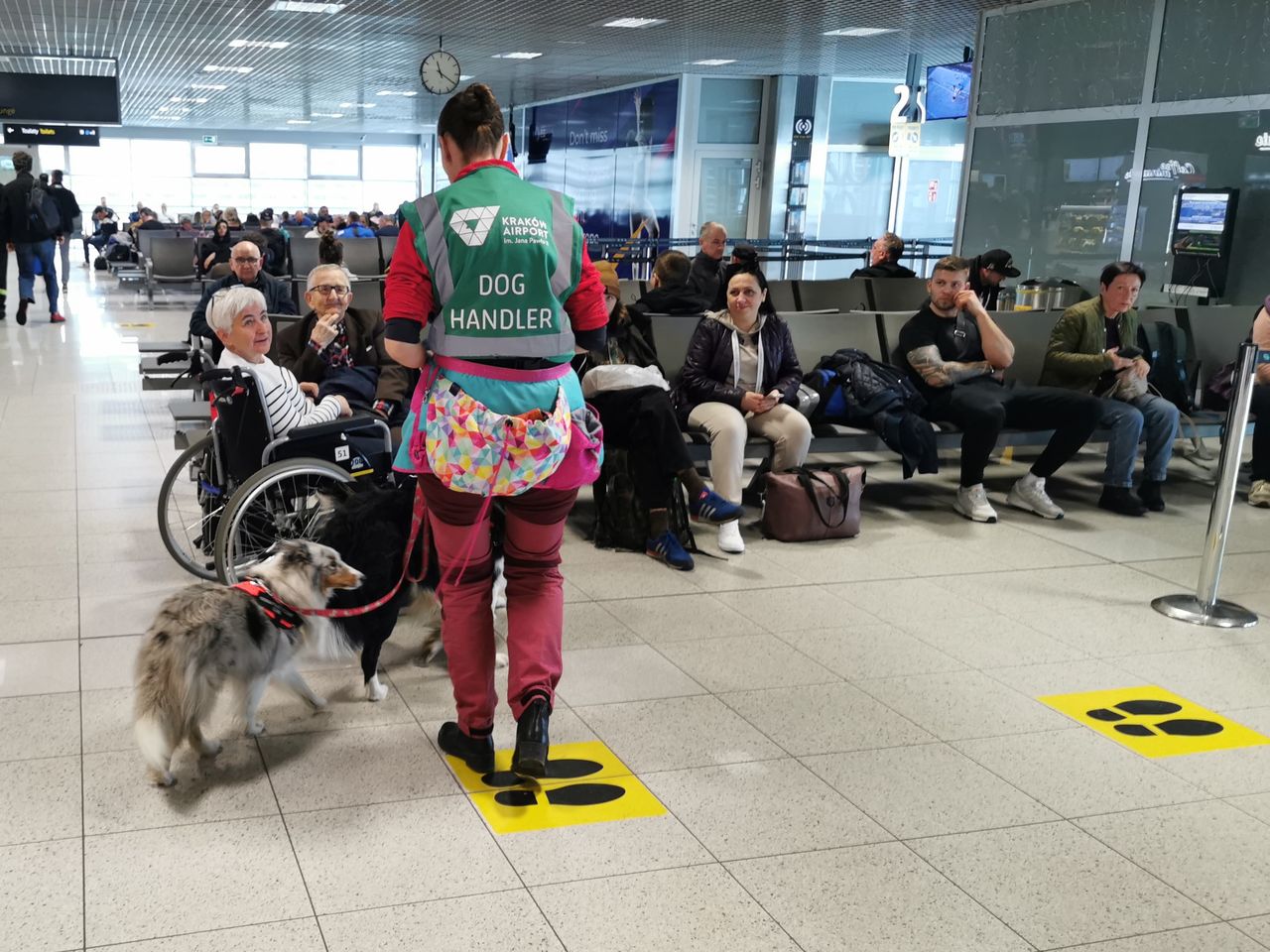 Psia ekipa budzi zainteresowanie wśród pasażerów