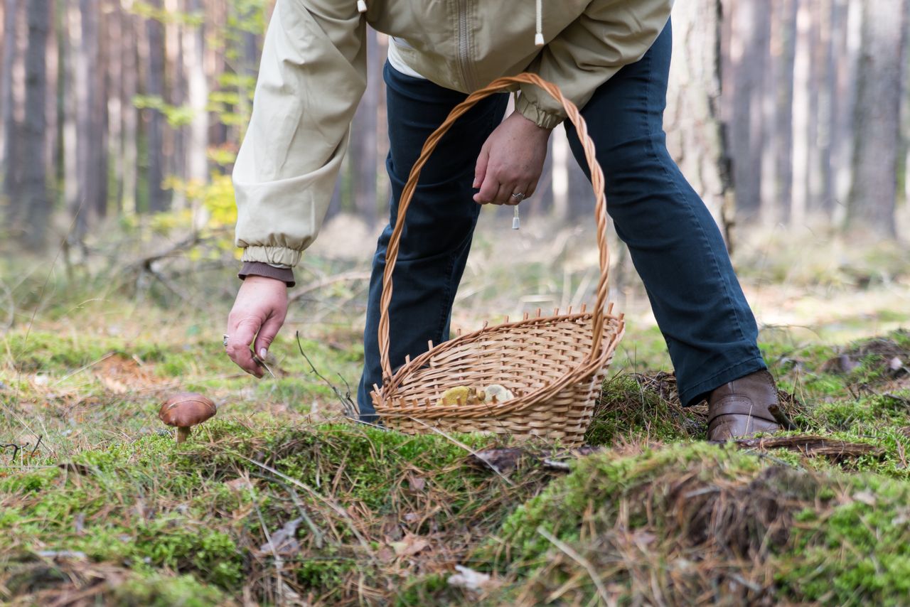 Grzybiarze pod lupą. Straż Graniczna grozi konsekwencjami prawnymi