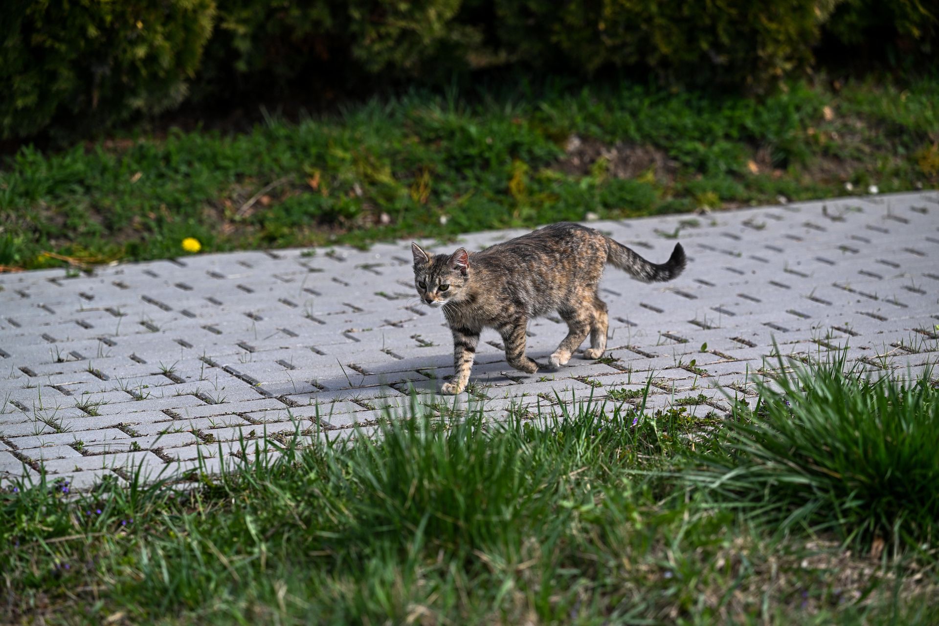 Pierwszy taki przypadek w tym roku. Kot zakażony na Lubelszczyźnie