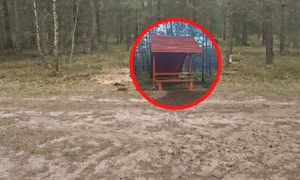 "To przykre". Leśnicy załamali ręce. Niebywałe, co się stało