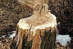 Chcą odstrzelić bobry