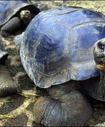 Rok 2006 rokiem żółwi