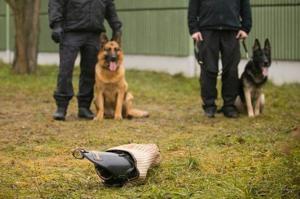 Czworonożni profesjonaliści czuwają nad bezpieczeństwem pasażerów metra