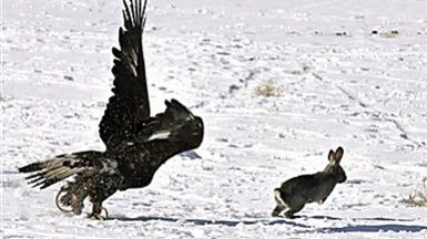 Na zająca czyha wiele niebezpieczeństw