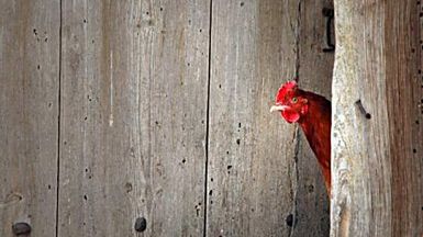 Polskie kury mają powody do strachu?