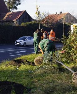 Gliwice. Miasto chce być zielone