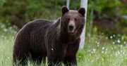 Bułgaria. Niedźwiedź zabił człowieka. Po raz pierwszy od 16 lat
