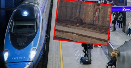 Łoś na torach w Warszawie. Były poważne utrudnienia