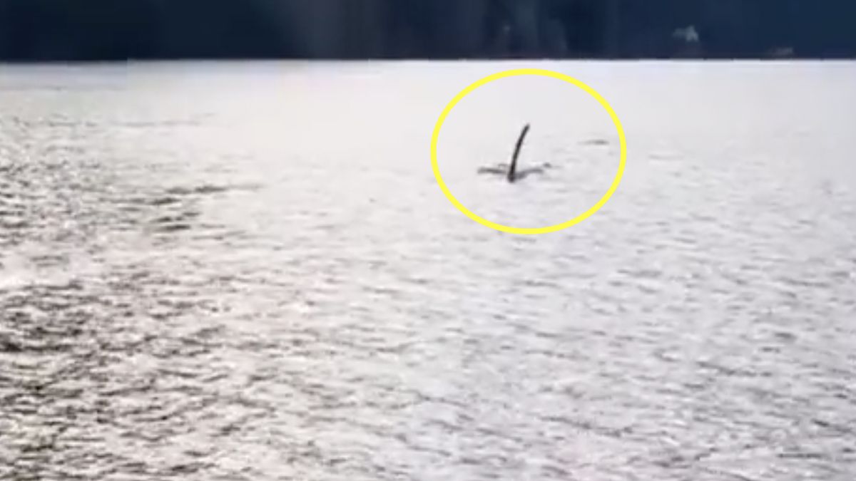 Wydra wskoczyła na łódź, aby uciec przed orką 