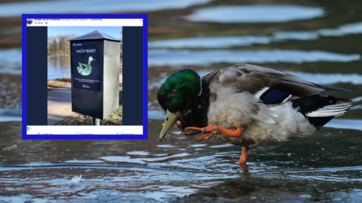 "Kaczy bufet" znów w Krakowie