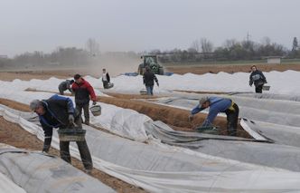 Bezrobocie bez zmian. Ekonomiści przestrzelili prognozy