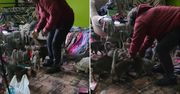 34 koty w kawalerce bez jedzenia i picia. Są nowe fakty w sprawie