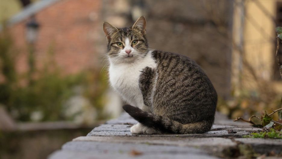 Wspólnota mieszkaniowa bloku w Toruniu wywiesiła ogłoszenie: &#34;Zakaz dokarmiania zwierząt, szczególnie kotów&#34;. Emerytka zatem karmi teraz Bolka pod drzewem, za terenem wspólnoty. A sąsiedzi są podzieleni - jedni kibicują karmicielce, inni narzekającej na dokarmianie lokatorce.