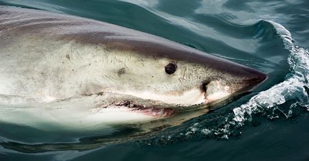 Surfer wypłynął w morze i już nie wrócił. Obawiają się najgorszego