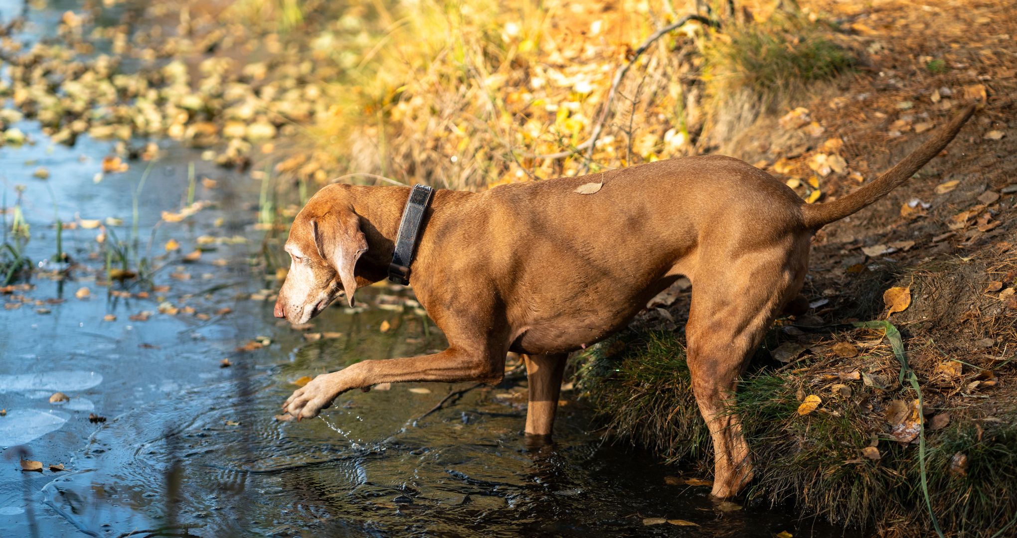 Vizsla to świetny towarzysz do przygód na świeżym powietrzu