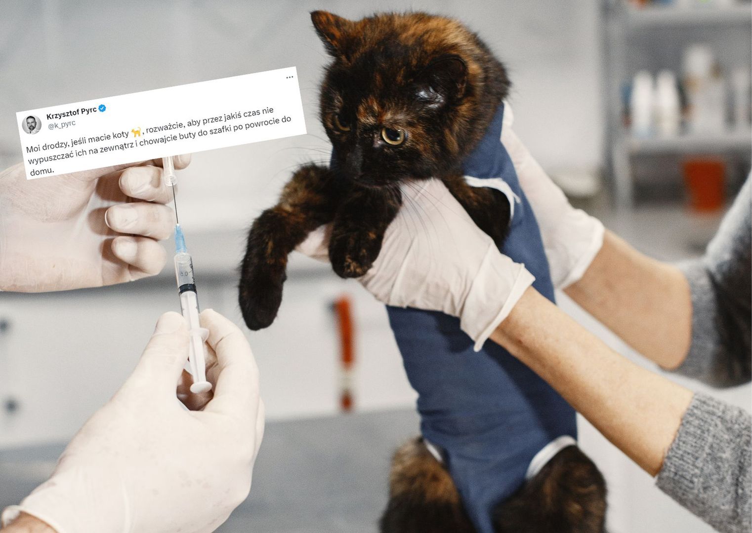 Ważny apel wirusologa w sprawie chorych kotów. Zagrożone są także zwierzęta niewychodzące