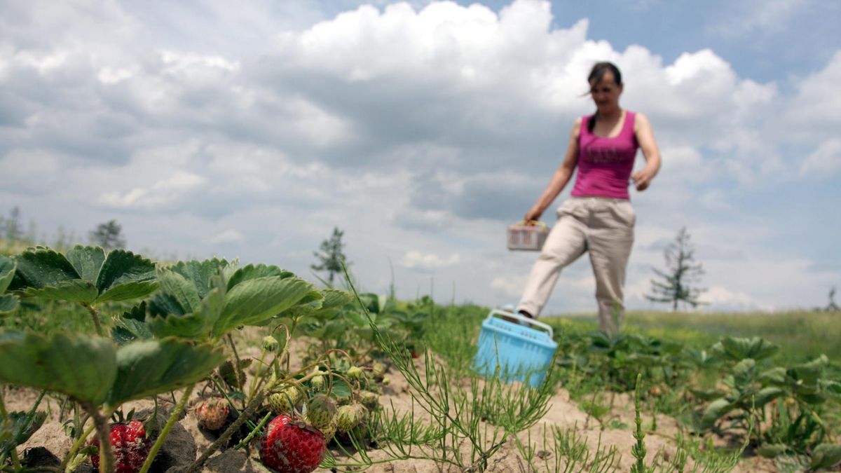 Bieliny to prawdziwe zagłębie producentów truskawek