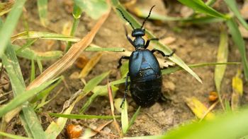 Lepiej ich nie dotykaj. Te owady są właśnie aktywne