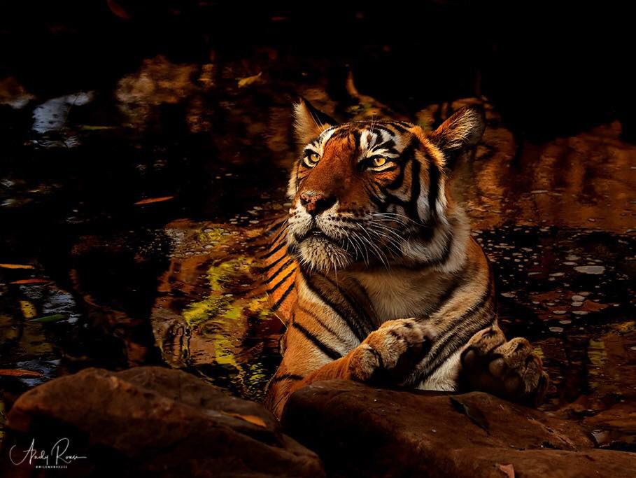 Cichy i niewidoczny drapieżca. Doskonałe zdjęcia tygrysów z Ranthambore