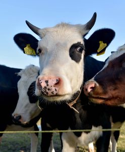 Komu przeszkadzają krowy? Mieszkańcy protestują