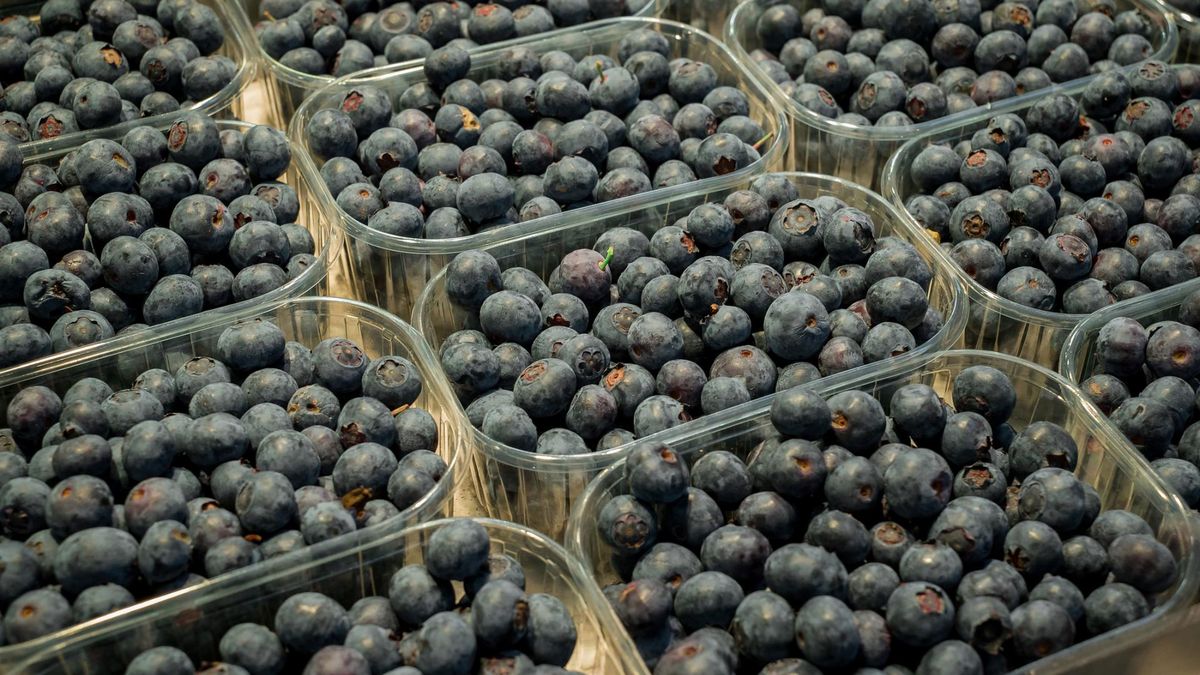 Borówki są już w sklepach, ale w zaporowej cenie. Nawet 85 zł za kilogram