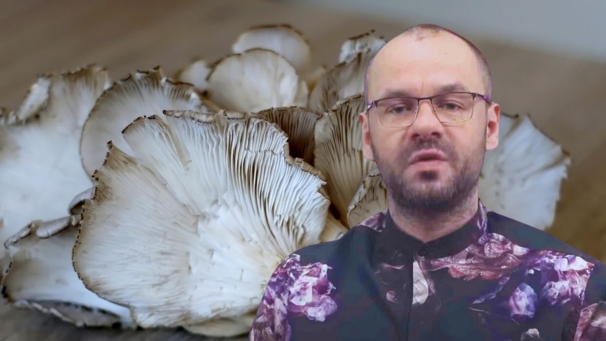 Boczniaki - Pyszności