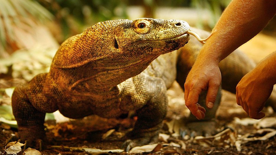 Łączna populacja waranów z Komodo liczy ok. 3000 osobników.