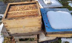 "Bestialstwo". Ktoś wkradł się na pasiekę. Ogromne straty