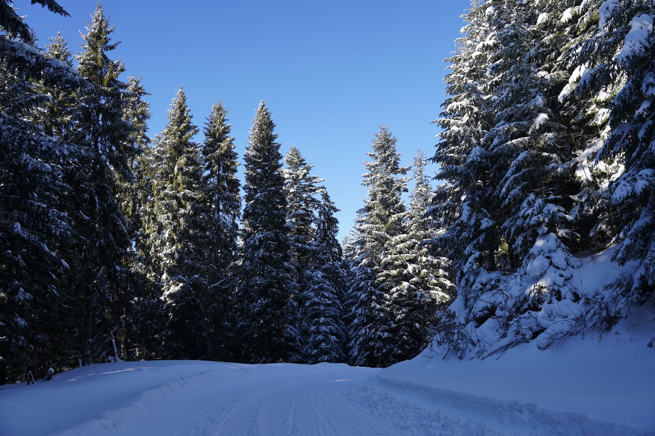 Zima atakuje Podhale z pełną mocą! TOPR ogłasza 2. stopień zagrożenia lawinowego - Tatry toną w śniegu, a to dopiero początek!