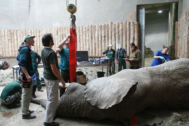 Słynnemu słoniowi z poznańskiego zoo usunięto ząb