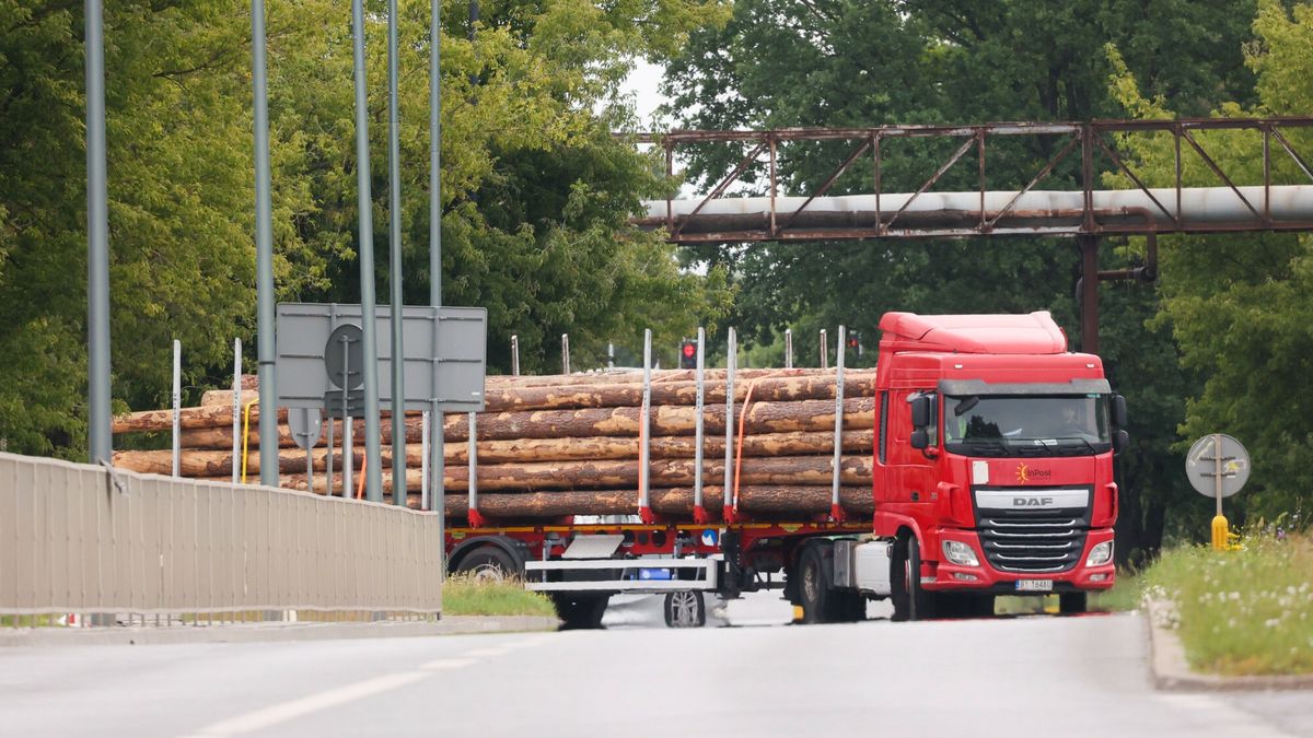 Akcja Greenpeace w Warszawie
Fot. Adam Burakowski/East News, Warszawa, 24.06.2024. Akcja Greenpeace w Warszawie, dotyczaca wycinki lasow. Aktywisci wyslali to Warszawy ciezarowke ze scietymi drzewami. Drewno ma byc zalacznikiem do petycji, w ktorej Greenpeace domaga si? od premiera Donalda Tuska spelnienia jego obietnicy i jak najszybszego, trwalego wylaczenia z wycinek 20 procent polskich lasow. N/z Policja zabrala drewno na wazene na ul. Plochocinskiej.
Adam Burakowski